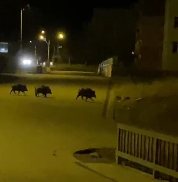 Aşkale'de aç kalan domuzlar ilçe merkezine indi 