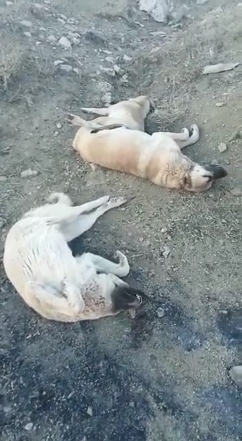 Elazığ’da köpek katliamı: 10 köpek zehirlendi