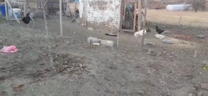 Elazığ'da köpekler kümese girdi, 37 tavuğu telef etti