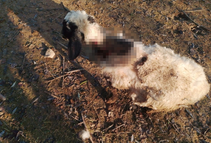 Elazığ’da köpeklerin saldırısına uğrayan 4 koyun telef oldu