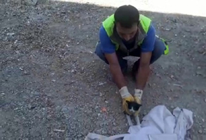 Elazığ’da yıkımı durduran kediler 4 saat sonra kurtarıldı