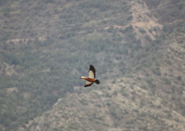Erzurum’da büyük ak balıkçıl dron ile görüntülendi 