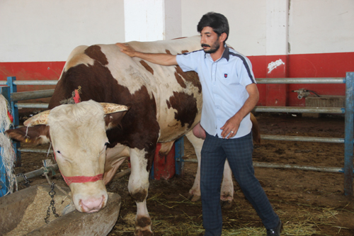 Erzurum kurban pazarının gözdesi “Paşa”
