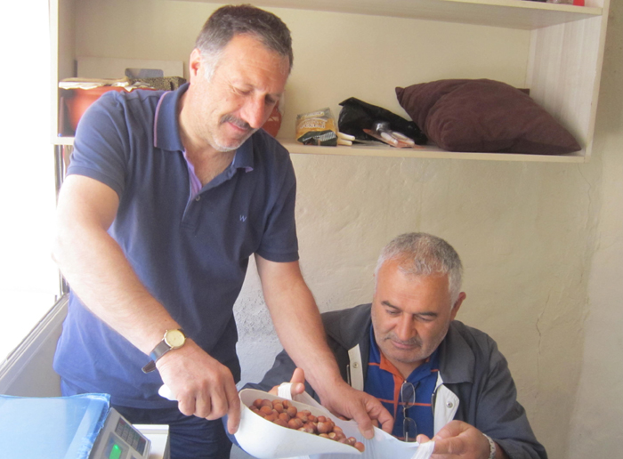 Fındık fiyatları 15 TL ‘ye yükseldi