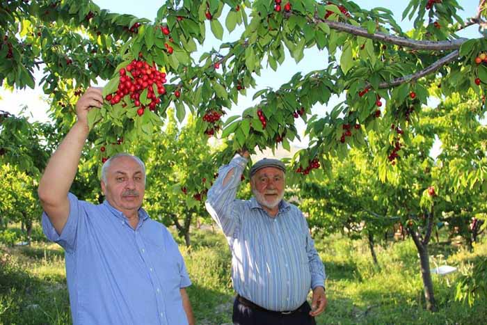 Huzur şehri Uzundere’de Kiraz mevsimi