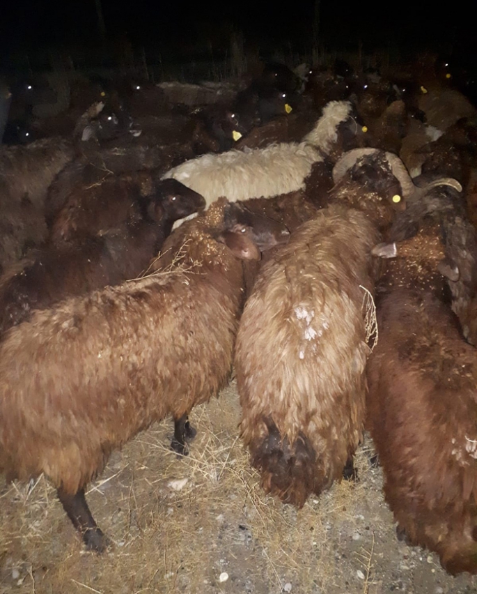 Iğdır'da çalınan 80 küçükbaş hayvan Jandarmanın takibi sonrasında bulundu