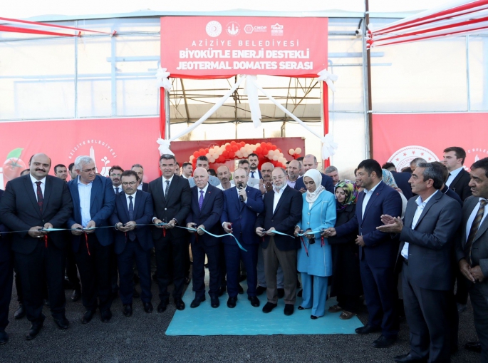 Ilıca domatesinin ilk hasadını Bakan Varank yaptı
