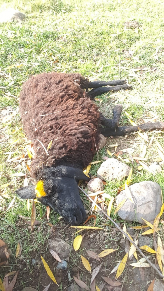Köpeklerin saldırısına uğrayan 3 koyun telef oldu