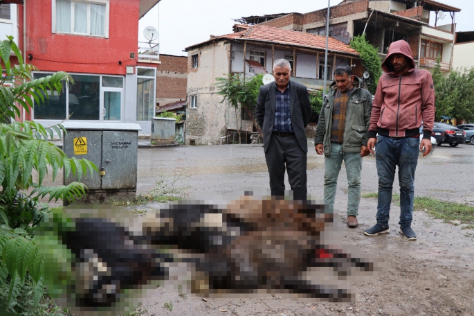 Kurbanlık koyunlar elektrik akımına kapıldı
