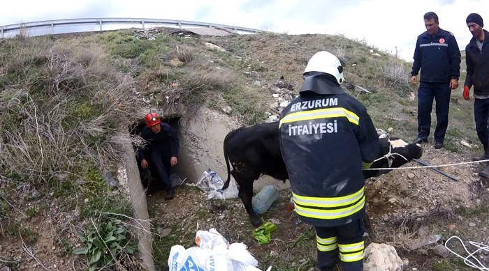 Menfezde sıkışan iki danayı itfaiye ekipleri kurtardı