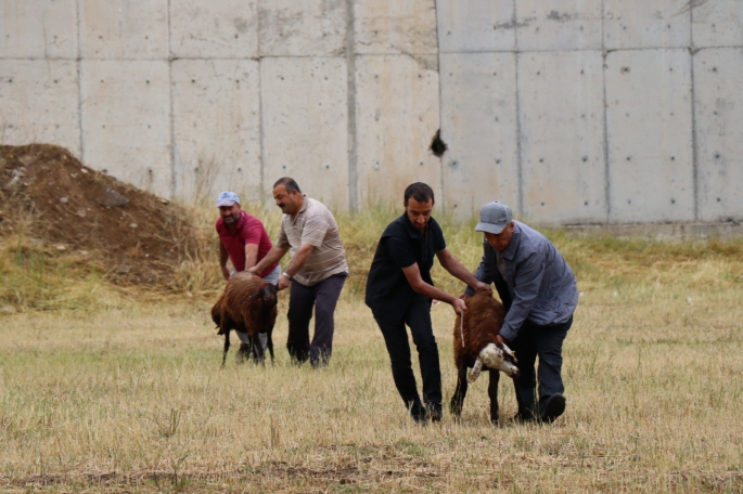 Oltulular kurban kesim alanlarına akın etti