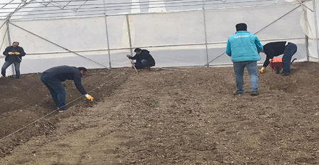 Tortum’da ceviz fidanı atağı
