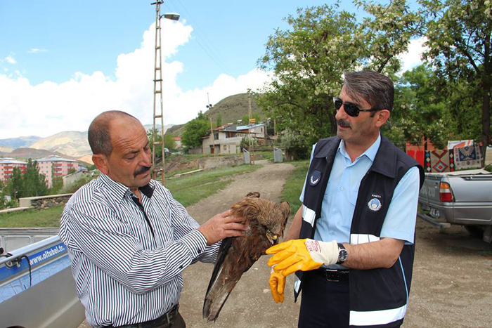 Yaralı şahine zabıta sahip çıktı